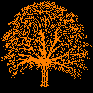  The Wych Elm. Flourishing in Northern parts, 
 spread by seeds, branches round the world. 