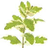  Totally Herby for Your
 Kitchen and bathroom 